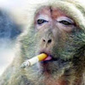 Meet your Posher, Ion ion